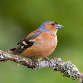Il TAR Liguria annulla la delibera Bucci: stop alla caccia in deroga a fringuelli e storni protetti Il TAR Liguria annulla la delibera Bucci: stop alla caccia in deroga a fringuelli e storni protetti