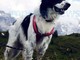 Imperia: il cane 'Felice' smarrito in località Torrazza, l'appello dei proprietari (Foto)