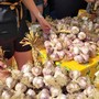Dal 1760 l'Aglio di Vessalico è protagonista della storica fiera