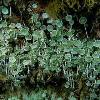 Cervo: la flora marina del mare di giugno nelle foto dell'alga 'ombrellina' scattate ieri da Marcello Nan Cervo: la flora marina del mare di giugno nelle foto dell'alga 'ombrellina' scattate ieri da Marcello Nan