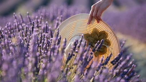 Festa delle Erbe e della Lavanda a Cosio d'Arroscia