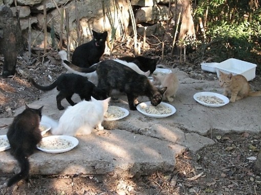 Santo Stefano al Mare: il Comune chiede 2.400 euro di contributo alla Regione per la sterilizzazione dei gatti Santo Stefano al Mare: il Comune chiede 2.400 euro di contributo alla Regione per la sterilizzazione dei gatti