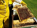 Apicoltura, dalla Regione 560 mila euro per le imprese danneggiate dalle gelate del 2021