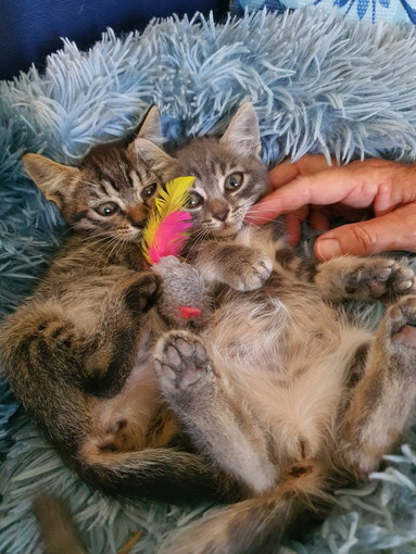 Imperia, contributi dal Comune per la sterilizzazione dei gatti delle colonie feline Imperia, contributi dal Comune per la sterilizzazione dei gatti delle colonie feline