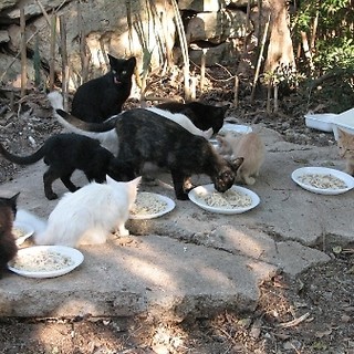 Santo Stefano al Mare: il Comune chiede 2.400 euro di contributo alla Regione per la sterilizzazione dei gatti