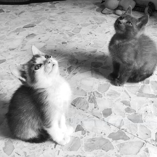 Sandra e Raimondo; due gattini di un mese e mezzo sono alla ricerca di una famiglia (Foto)