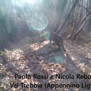 Filmato nell'entroterra di Genova per la prima volta in Liguria un gatto selvatico (Video) Filmato nell'entroterra di Genova per la prima volta in Liguria un gatto selvatico (Video)