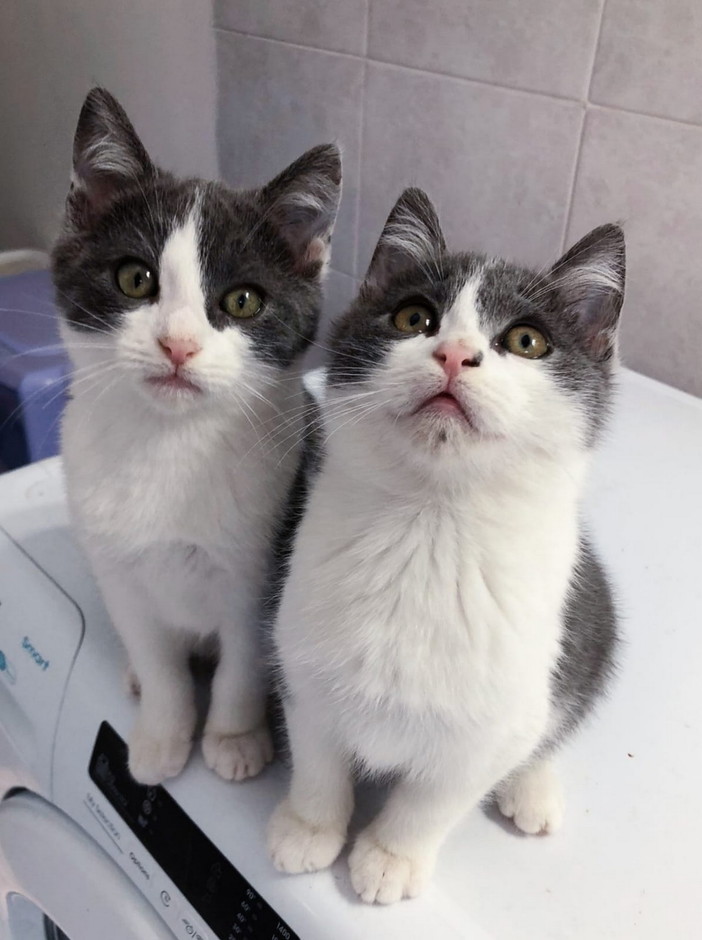 Due stupendi gatti Krapfen e Maritozzo cercano una casa: hanno due mesi e possono essere adottati