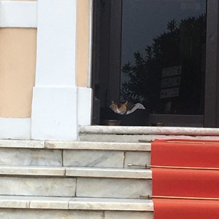 Diano Marina: il gattino 'Anca' coinvolto nella chiusura dell'hotel Paradiso, anche per lui porte chiuse (Foto)