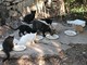Santo Stefano al Mare: il Comune chiede 2.400 euro di contributo alla Regione per la sterilizzazione dei gatti