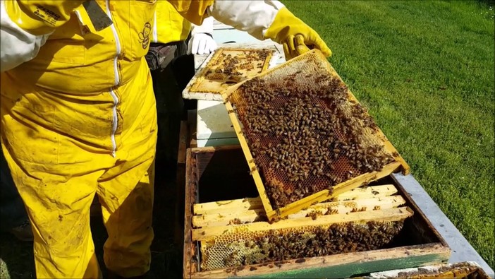 Apicoltura, dalla Regione 560 mila euro per le imprese danneggiate dalle gelate del 2021