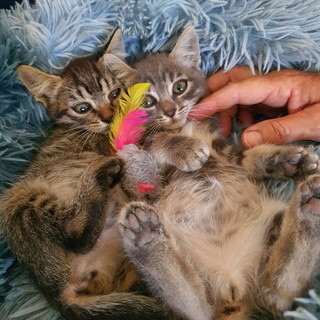 Imperia, contributi dal Comune per la sterilizzazione dei gatti delle colonie feline Imperia, contributi dal Comune per la sterilizzazione dei gatti delle colonie feline