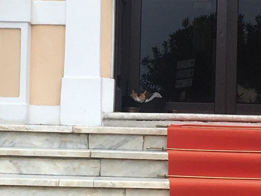 Diano Marina: il gattino 'Anca' coinvolto nella chiusura dell'hotel Paradiso, anche per lui porte chiuse (Foto)