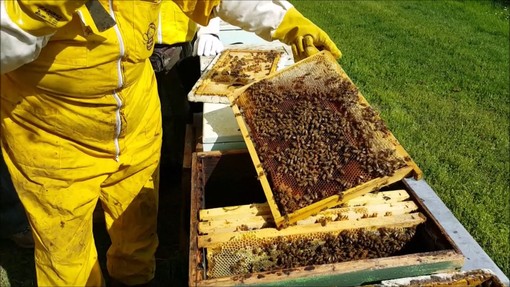 Apicoltura, dalla Regione 560 mila euro per le imprese danneggiate dalle gelate del 2021