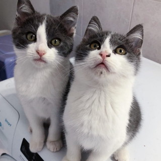 Due stupendi gatti Krapfen e Maritozzo cercano una casa: hanno due mesi e possono essere adottati