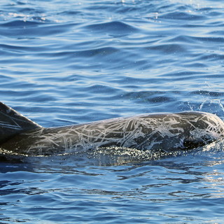 San Bartolomeo al Mare: 'whale watching' nel Santuario dei Cetacei, eccezionale avvistamento di 'Grampi' (Delfini)