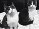 Due stupendi gatti Krapfen e Maritozzo cercano una casa: hanno due mesi e possono essere adottati
