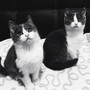 Due stupendi gatti Krapfen e Maritozzo cercano una casa: hanno due mesi e possono essere adottati