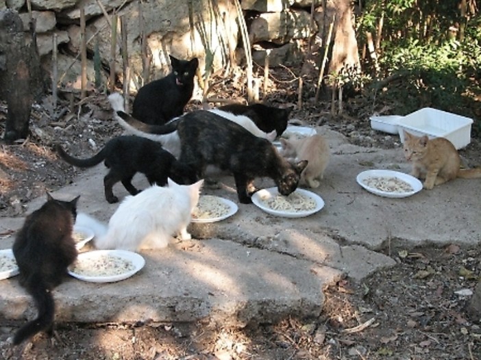 Santo Stefano al Mare: il Comune chiede 2.400 euro di contributo alla Regione per la sterilizzazione dei gatti Santo Stefano al Mare: il Comune chiede 2.400 euro di contributo alla Regione per la sterilizzazione dei gatti