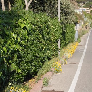 Pista ciclabile: Regione e Comune di Sanremo concordano sulla liquidazione della società e la costituzione di un nuovo soggetto Pista ciclabile: Regione e Comune di Sanremo concordano sulla liquidazione della società e la costituzione di un nuovo soggetto