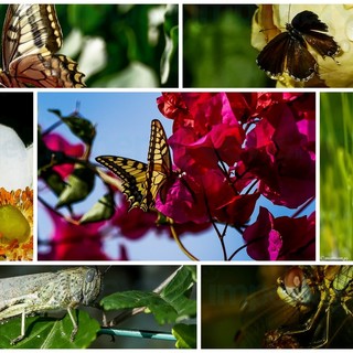 Cervo: macro fotografia, gli splendidi scatti di Marcello Nan alle farfalle ed agli insetti nei giardini (Foto)