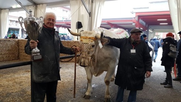 Il re della 109ª Fiera del Bue Grasso di Carrù è Trono: pesa 1360 chili e proviene da Marene (Foto e Video)