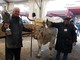 Il re della 109ª Fiera del Bue Grasso di Carrù è Trono: pesa 1360 chili e proviene da Marene (Foto e Video)