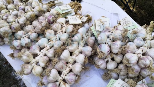 Fiera dell'Aglio di Vessalico