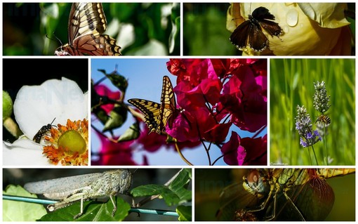 Cervo: macro fotografia, gli splendidi scatti di Marcello Nan alle farfalle ed agli insetti nei giardini (Foto)
