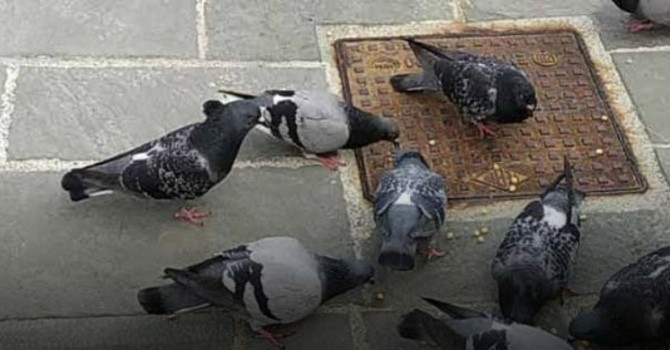 Contenimento delle colonie di colombi, il Comune di Imperia acquista  22 confezioni di Ovistop
