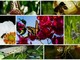 Cervo: macro fotografia, gli splendidi scatti di Marcello Nan alle farfalle ed agli insetti nei giardini (Foto) Cervo: macro fotografia, gli splendidi scatti di Marcello Nan alle farfalle ed agli insetti nei giardini (Foto)