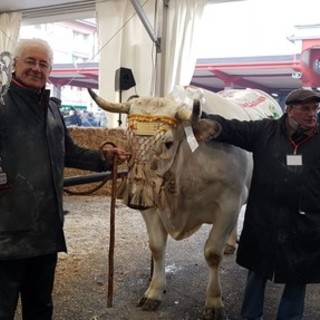 Il re della 109ª Fiera del Bue Grasso di Carrù è Trono: pesa 1360 chili e proviene da Marene (Foto e Video)