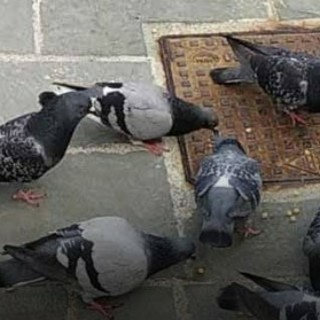 Contenimento delle colonie di colombi, il Comune di Imperia acquista  22 confezioni di Ovistop