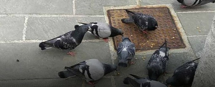 Contenimento delle colonie di colombi, il Comune di Imperia acquista  22 confezioni di Ovistop