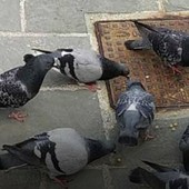 Contenimento delle colonie di colombi, il Comune di Imperia acquista 22 confezioni di Ovistop Contenimento delle colonie di colombi, il Comune di Imperia acquista 22 confezioni di Ovistop