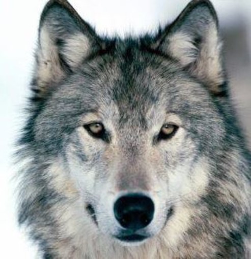 Danni da predazione: in Liguria cresce il numero di denunce di attacchi da lupo
