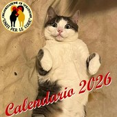 Al via la fase di preparazione dell'attesissimo 'Calendario 2026' dell’associazione di volontariato 'Uniti per le code' Al via la fase di preparazione dell'attesissimo 'Calendario 2026' dell’associazione di volontariato 'Uniti per le code'