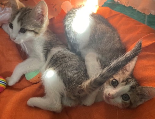 Arma di Taggia: Jack e Sparrow sono stati abbandonati in strada e cercano una famiglia (Foto)