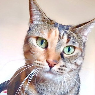Gattina in cerca di una famiglia che le voglia bene: la dolce 'Lila' da troppo tempo è sola