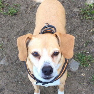 Chiusavecchia canile "Gli Ulivi": questa settimana cerchiamo una casa per Lea Chiusavecchia canile "Gli Ulivi": questa settimana cerchiamo una casa per Lea