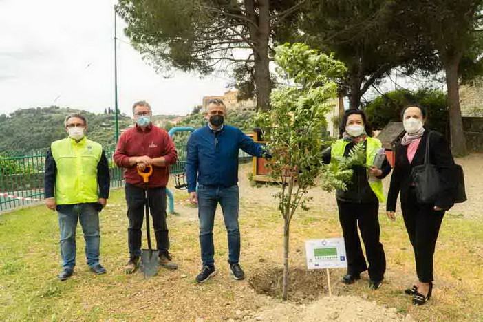 Piantati gli ultimi due alberi a Castellaro e Costarainera: termina il bel progetto del Lions Riva Santo Stefano che ha coinvolto 10 comuni Piantati gli ultimi due alberi a Castellaro e Costarainera: termina il bel progetto del Lions Riva Santo Stefano che ha coinvolto 10 comuni
