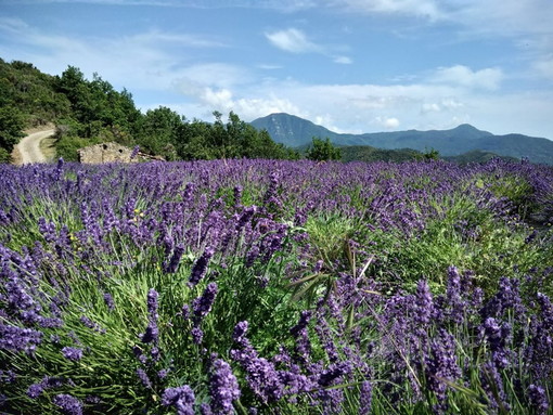 Oggi alla 'Cooperativa Agricola Andorese' la riunione dell’Associazione Produttori Lavanda della Riviera dei Fiori Oggi alla 'Cooperativa Agricola Andorese' la riunione dell’Associazione Produttori Lavanda della Riviera dei Fiori