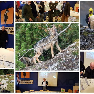 Convivenza uomo-lupo sulle Alpi: parte il progetto LIFE WolfAlps EU che mette insieme Italia, Francia, Austria e Slovenia
