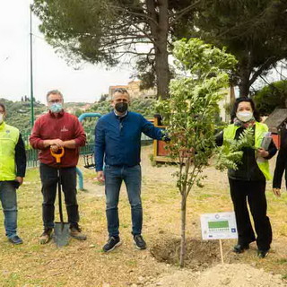 Piantati gli ultimi due alberi a Castellaro e Costarainera: termina il bel progetto del Lions Riva Santo Stefano che ha coinvolto 10 comuni Piantati gli ultimi due alberi a Castellaro e Costarainera: termina il bel progetto del Lions Riva Santo Stefano che ha coinvolto 10 comuni
