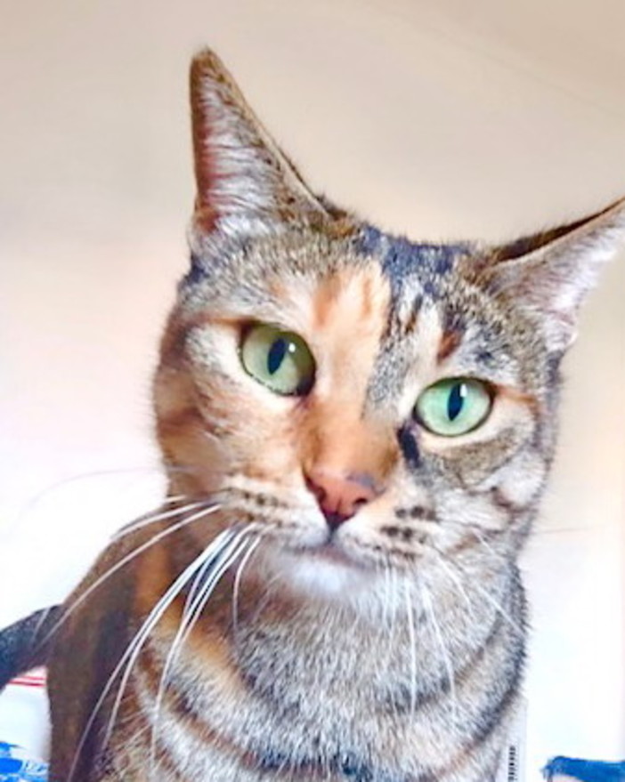 Gattina in cerca di una famiglia che le voglia bene: la dolce 'Lila' da troppo tempo è sola