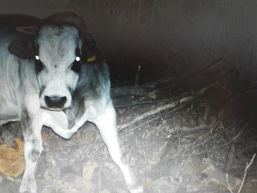 Golfo Dianese: continuano a muoversi liberamente mandrie di bovini nell'entroterra, la paura dei residenti