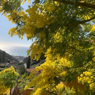La Liguria si tinge di giallo: la mimosa è un’eccellenza della produzione locale