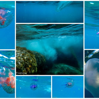 Cervo: lo spettacolo delle meduse sott'acqua nelle splendide foto scattate oggi da Marcello Nan