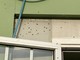 Invasione di mosche a Ponente: ecco perché da settimane se ne vedono sempre di più