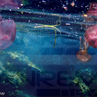 Cervo: sulla costa invasione di meduse della specie Pelagia Noctiluca, le foto subacquee di Marcello Nan